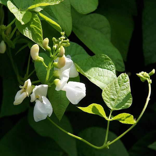AcquaGarden Runner Beans 'White Lady'