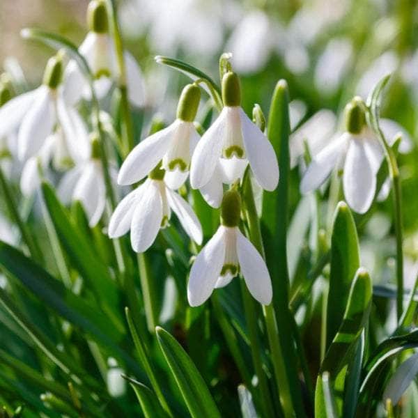 Bulbs