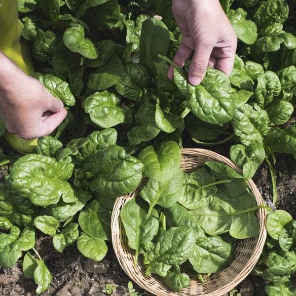 AcquaGarden Spinach 'Bella'