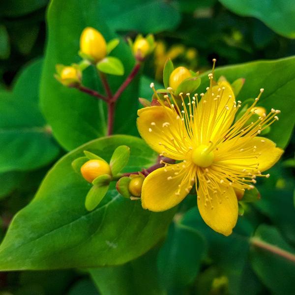 AcquaGarden St John's Wort