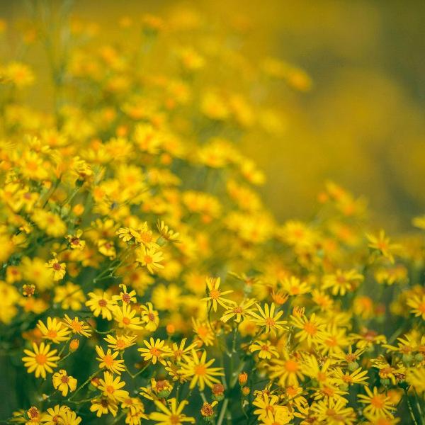 AcquaGarden St John's Wort