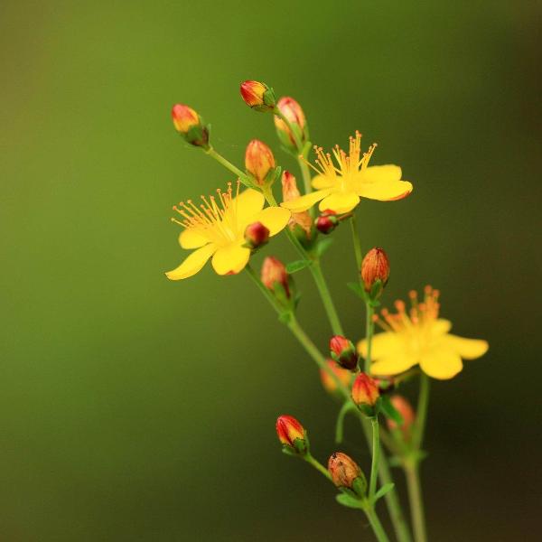 AcquaGarden St John's Wort