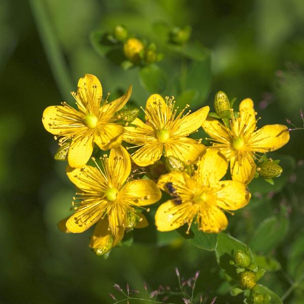 AcquaGarden St John's Wort
