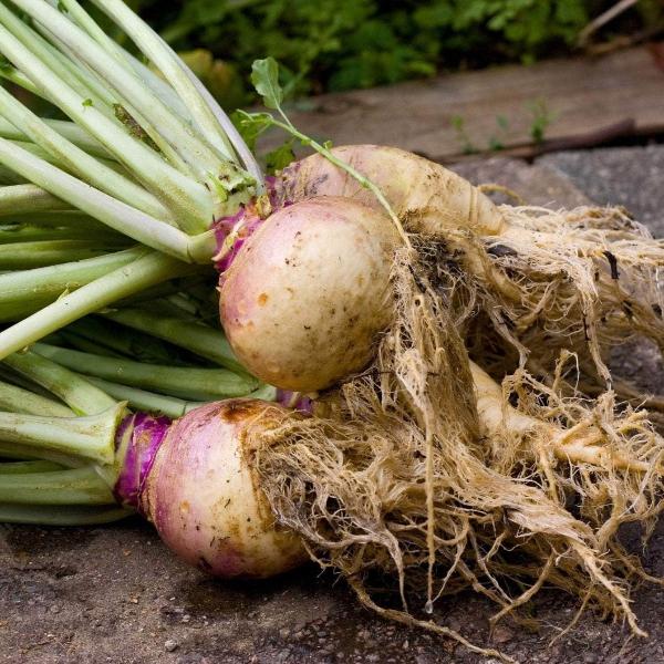 AcquaGarden Swede 'Marian'