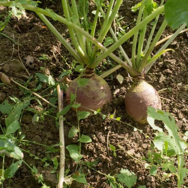 AcquaGarden Swede 'Marian'