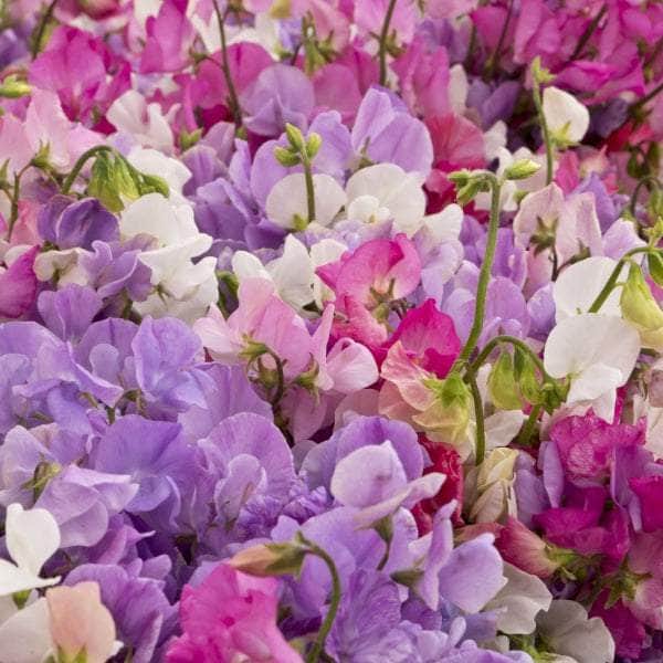 AcquaGarden Sweet Pea