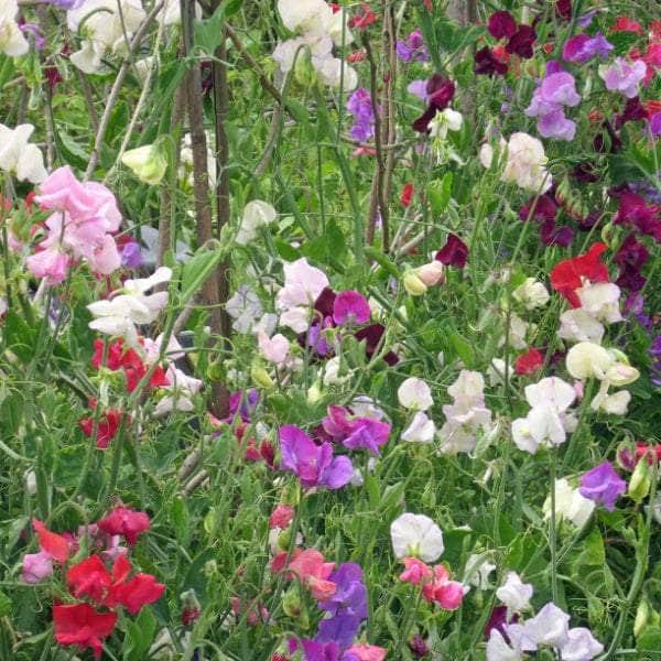 AcquaGarden Sweet Pea