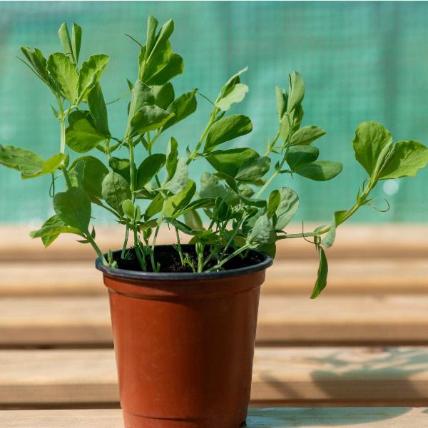AcquaGarden Sweet Pea 'Heritage Mix'
