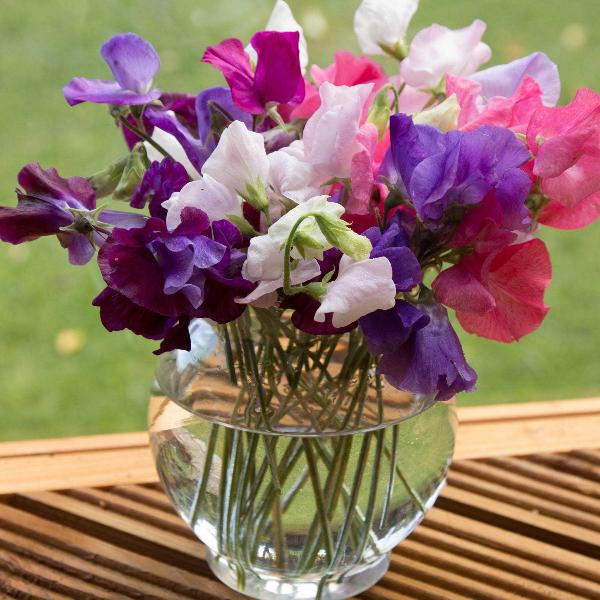 AcquaGarden Sweet Pea 'Heritage Mix'