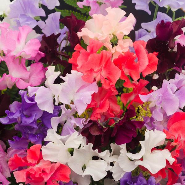 AcquaGarden Sweet Pea 'Heritage Mix'