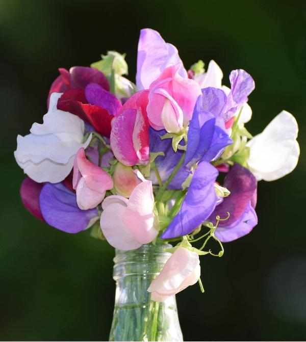 AcquaGarden Sweet Pea 'Heritage Mix'