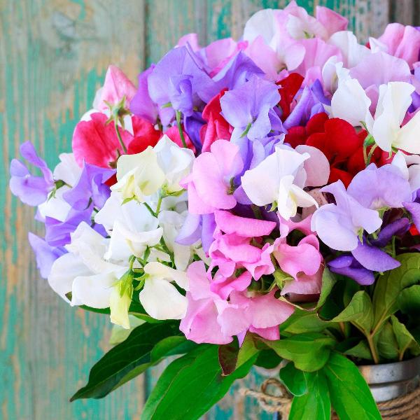 AcquaGarden Sweet Pea 'Olde English Garden'