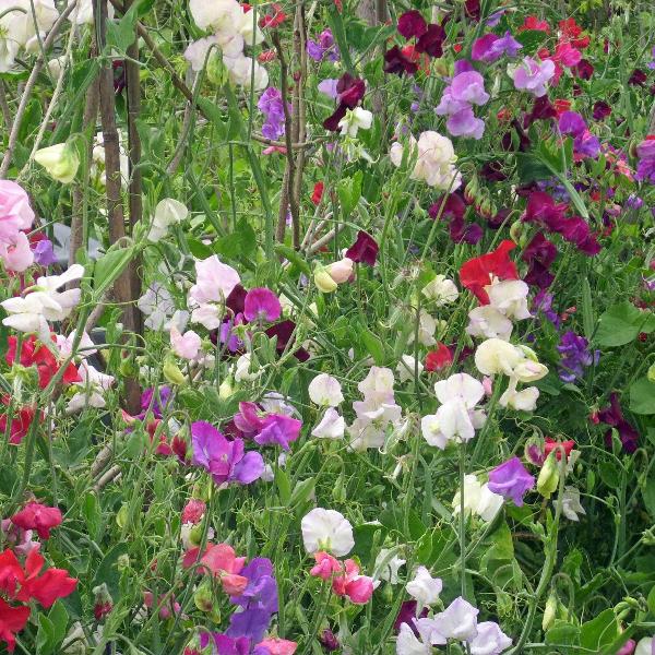 AcquaGarden Sweet Pea 'Olde English Garden'