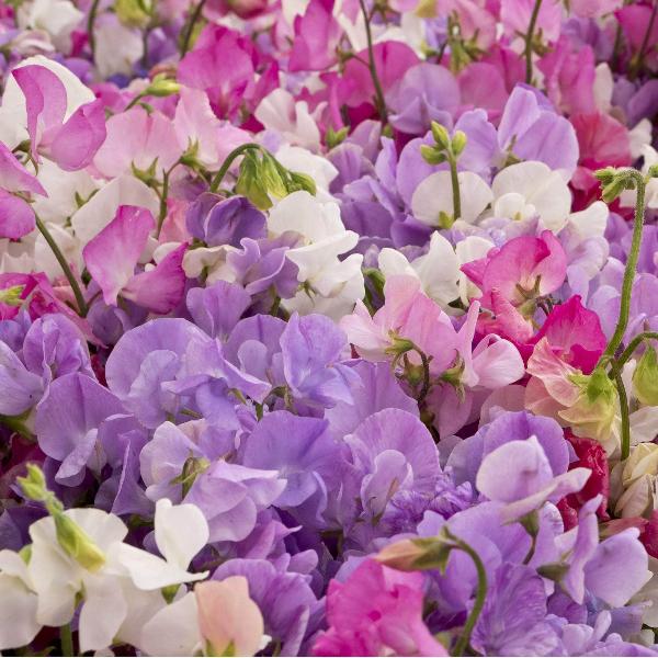 AcquaGarden Sweet Pea 'Olde Fashioned Scented'