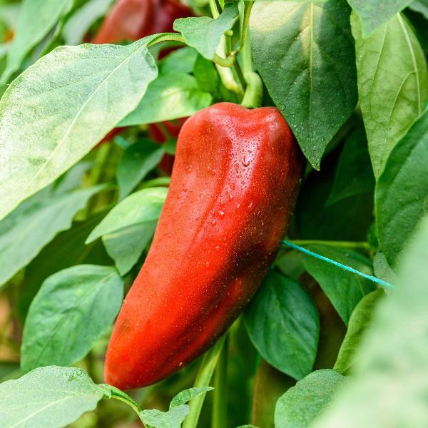 AcquaGarden Sweet Pepper 'Long Red Marconi'