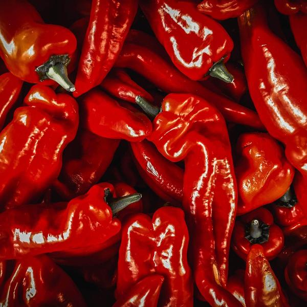 AcquaGarden Sweet Pepper 'Long Red Marconi'