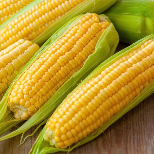 AcquaGarden Sweetcorn 'Earlibird'