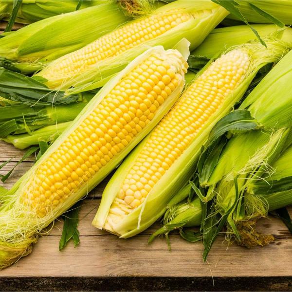 AcquaGarden Sweetcorn 'Earlibird'