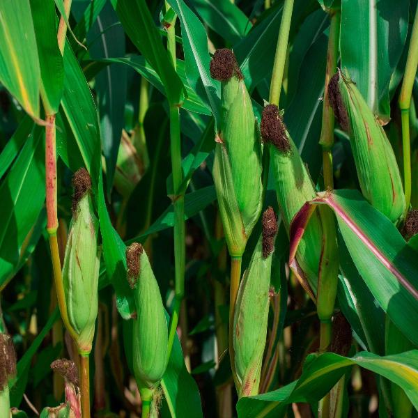 AcquaGarden Sweetcorn 'Minipop'