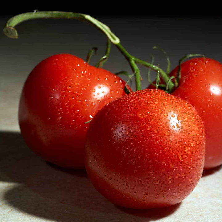 AcquaGarden Tomato 'First in the Field'