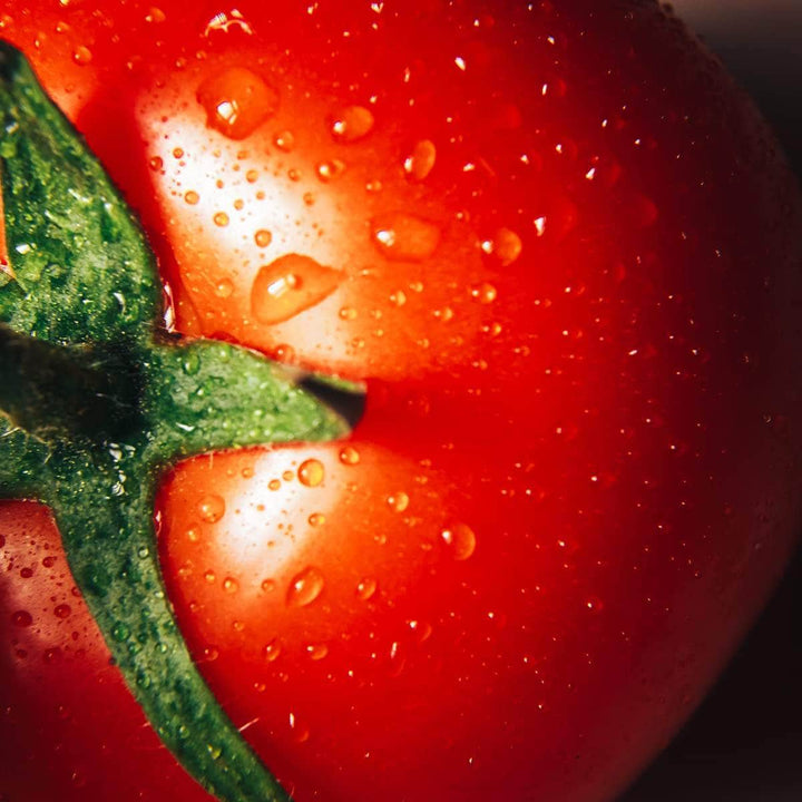 AcquaGarden Tomato 'First in the Field'