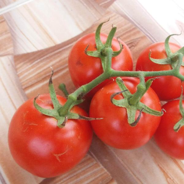 AcquaGarden Tomato 'Garden Pearl'