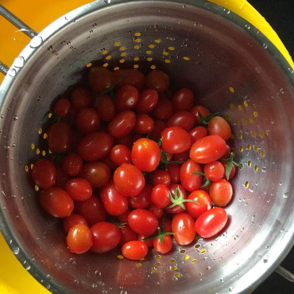 AcquaGarden Tomato 'Garden Pearl'