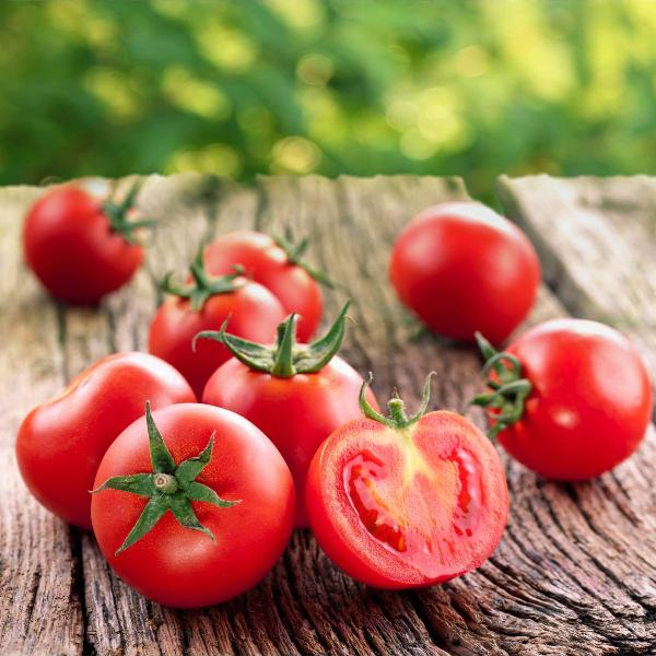 AcquaGarden Tomato 'Gardener's Delight'