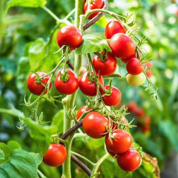 AcquaGarden Tomato 'Gardener's Delight'