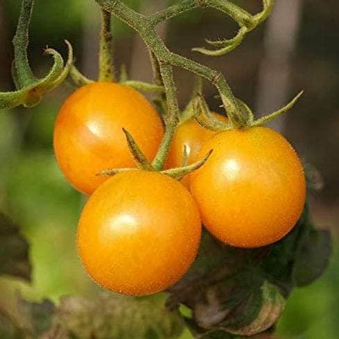 Golden Sunrise Tomato Sweet High Yield AcquaGarden Golden Sunrise Tomato Sweet High Yield AcquaGarden