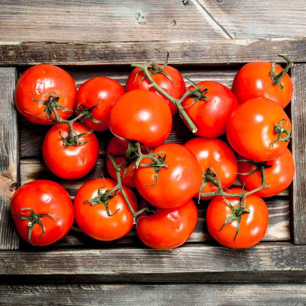 AcquaGarden Tomato 'Harbinger'