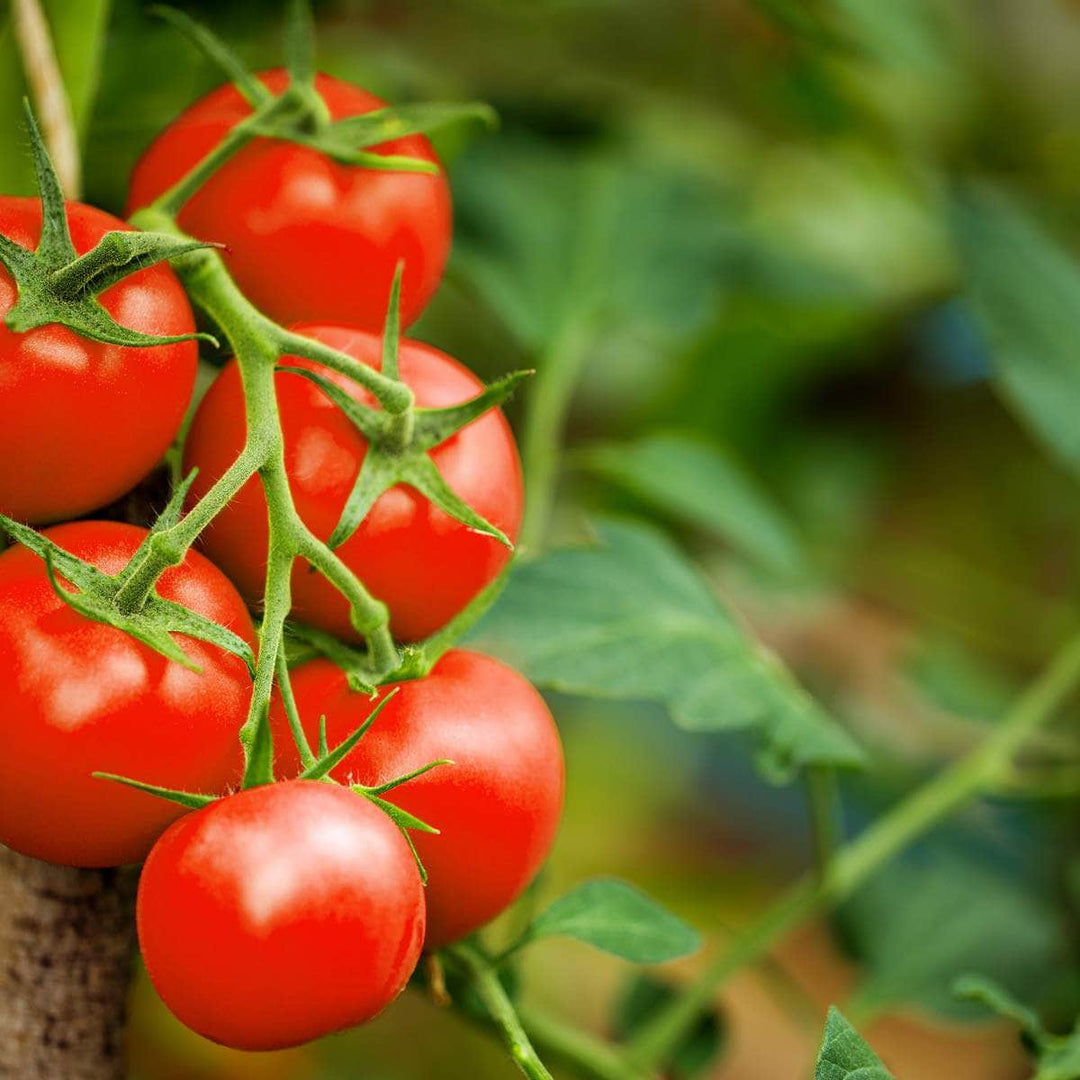 AcquaGarden Tomato 'Harbinger'