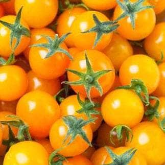 AcquaGarden Tomato 'Honeycomb'