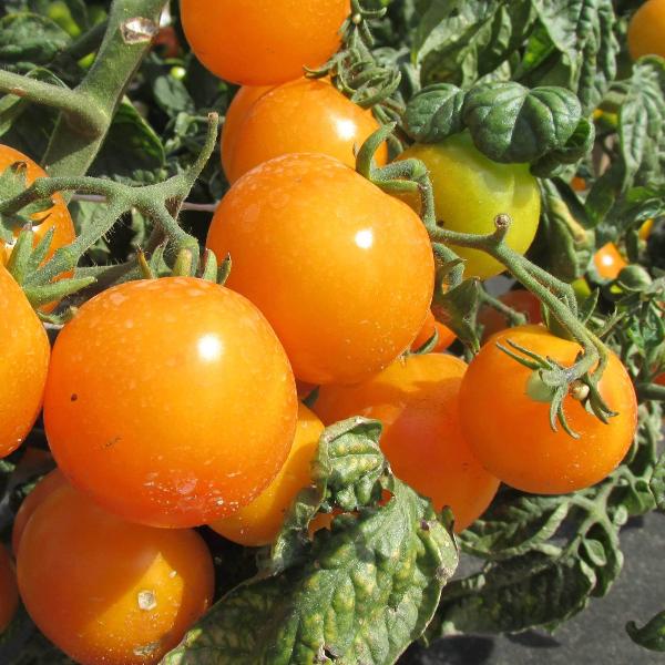 AcquaGarden Tomato 'Honeycomb'