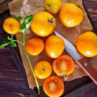 AcquaGarden Tomato 'Honeycomb'