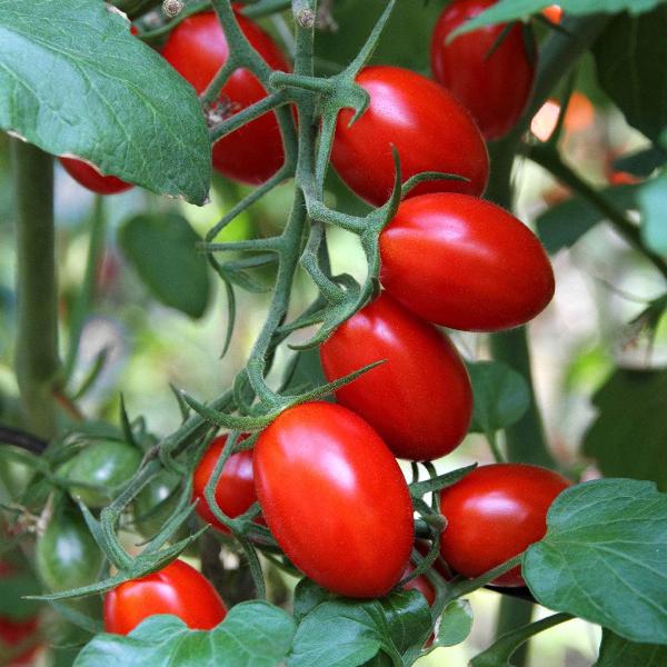 AcquaGarden Tomato 'Modus' (Mini Plum)