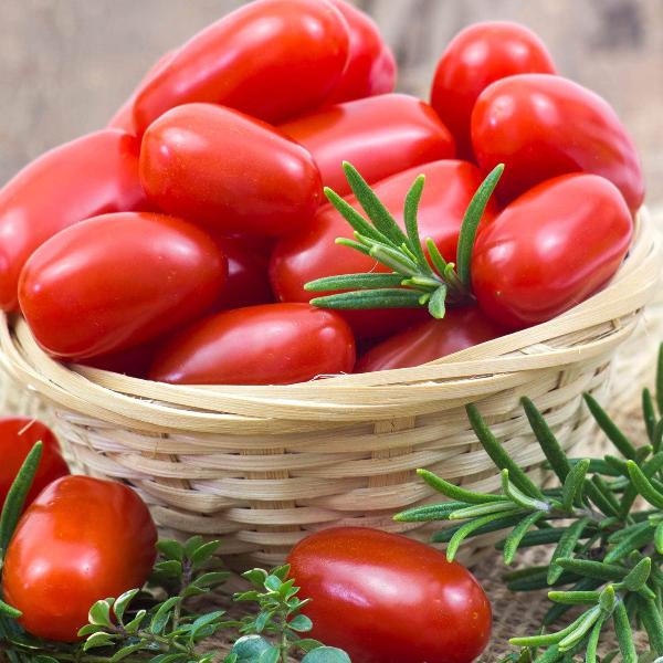 AcquaGarden Tomato 'Modus' (Mini Plum)