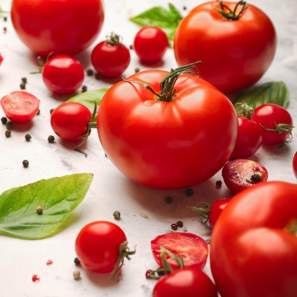 AcquaGarden Tomato 'Moneymaker'