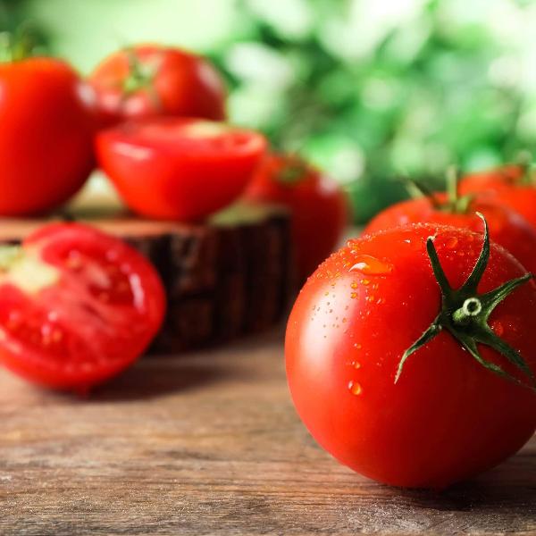 AcquaGarden Tomato 'Moneymaker'