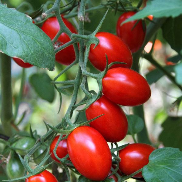 AcquaGarden Tomato 'Plum Roma’