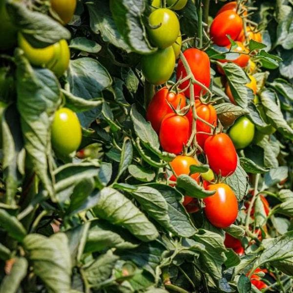 AcquaGarden Tomato 'Plum Roma’