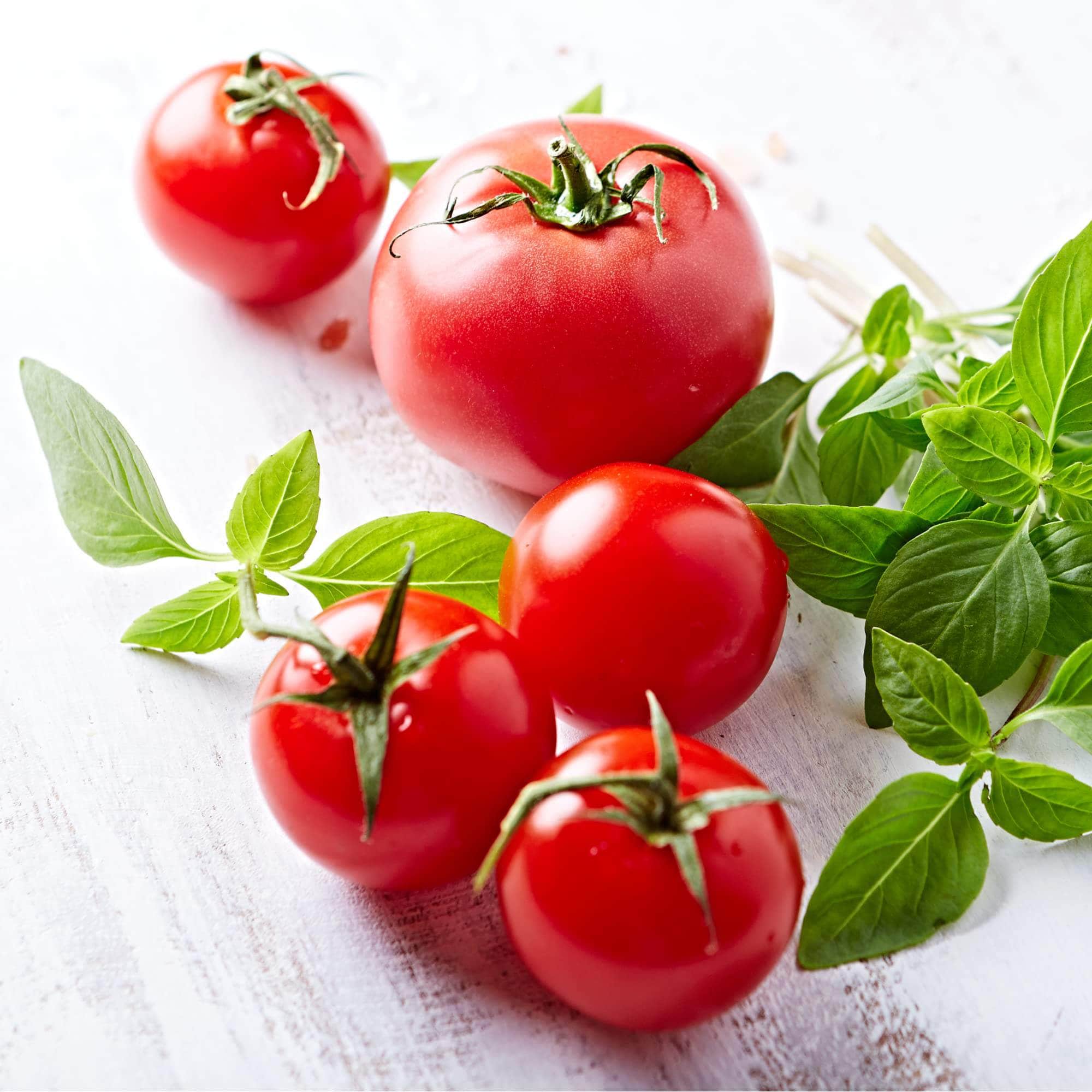 Red alert tomato high yield by acquagarden