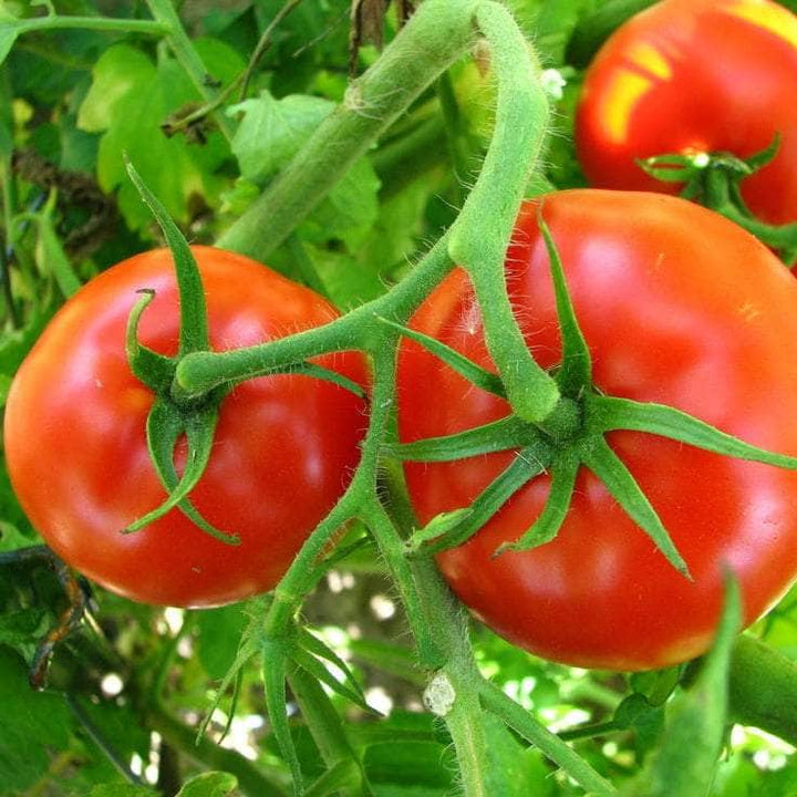 AcquaGarden Tomato 'St Pierre'
