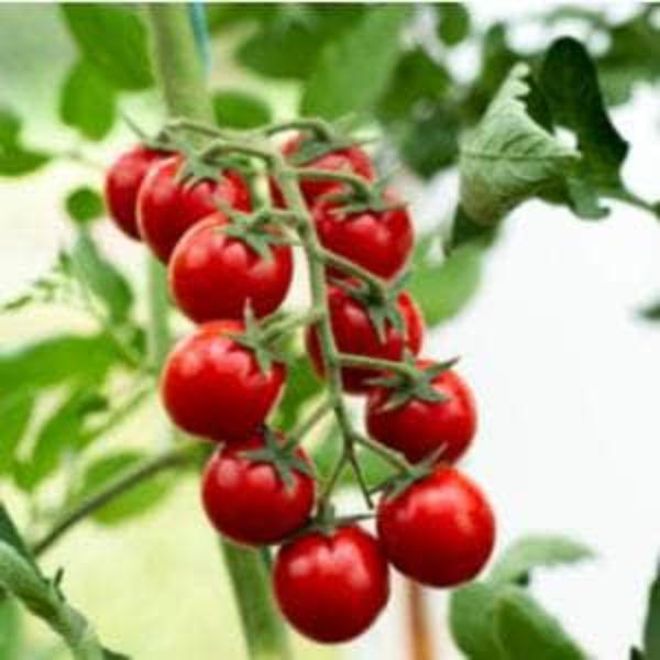 AcquaGarden Tomato 'Sweet and Neat'