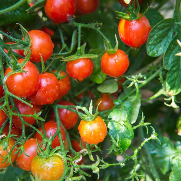 AcquaGarden Tomato 'Sweet and Neat'