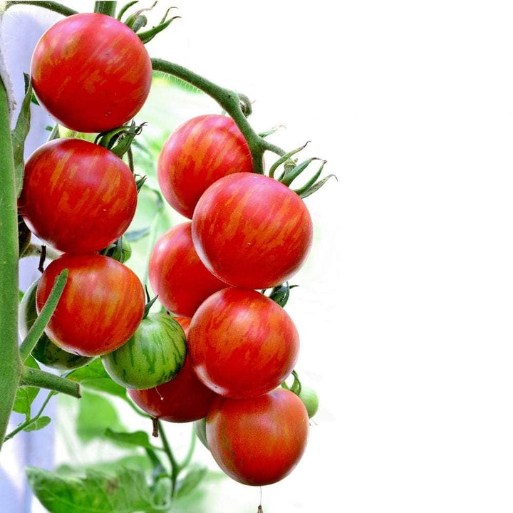 AcquaGarden Tomato 'Tigerella'