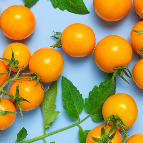 AcquaGarden Tomato 'Tumbling Tom Yellow’