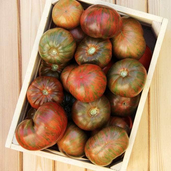 AcquaGarden Tomato 'Vintage Wine'