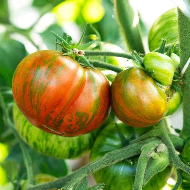 AcquaGarden Tomato 'Vintage Wine'