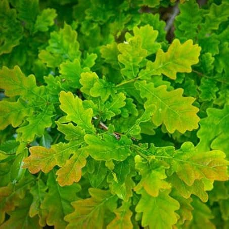 AcquaGarden Trees English Oak Tree